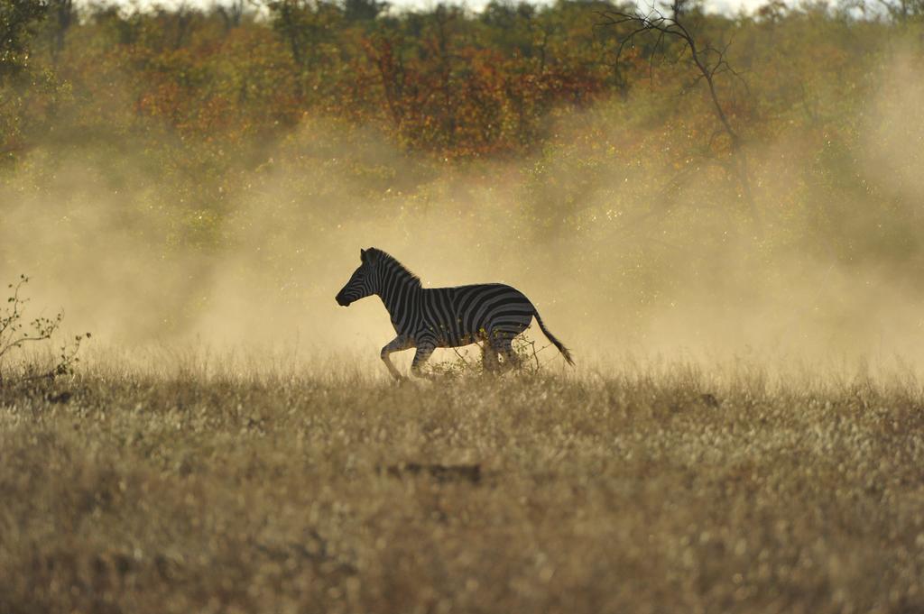Mtomeni Safari Camp Hotel Phalaborwa Eksteriør billede