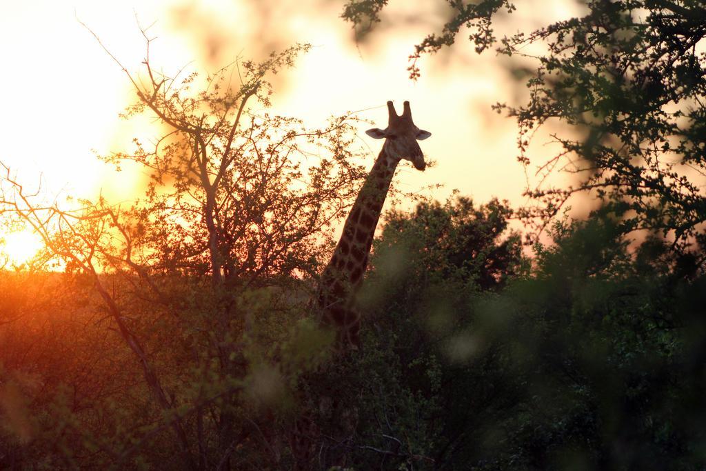 Mtomeni Safari Camp Hotel Phalaborwa Eksteriør billede