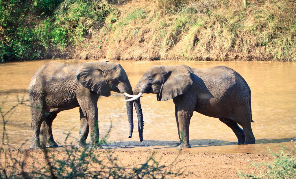 Mtomeni Safari Camp Hotel Phalaborwa Eksteriør billede